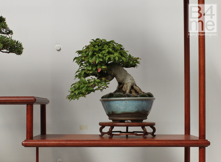 Spindleberry Shohin bonsai